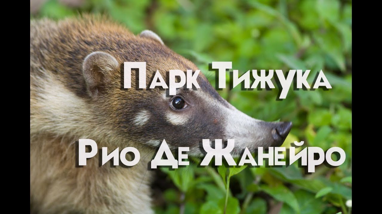 Атлантический лес| Парк Тижука| Рио Де Жанейро