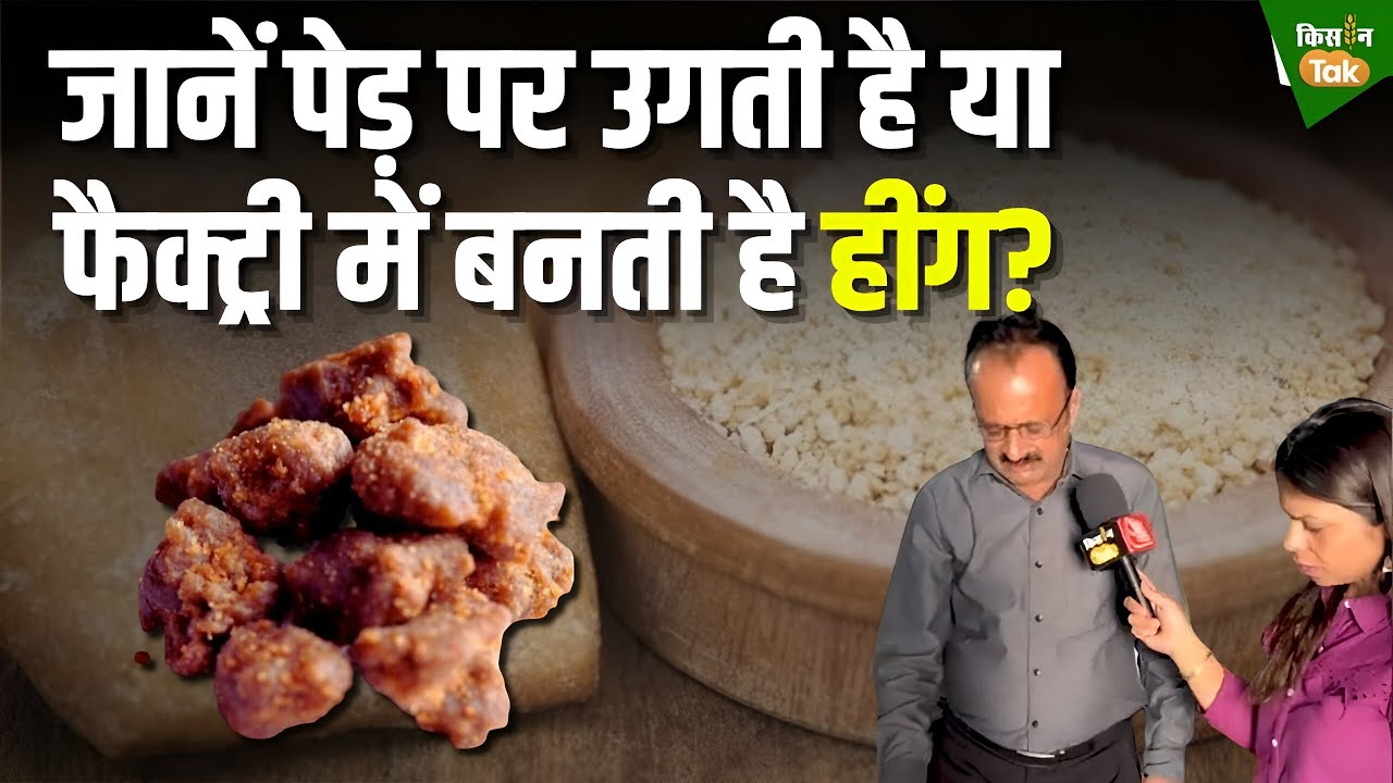 Heeng Kaise Banti hai: क्या आप जानते हैं तड़के में जान डालने वाली हींग आखिर कहां से आती है?