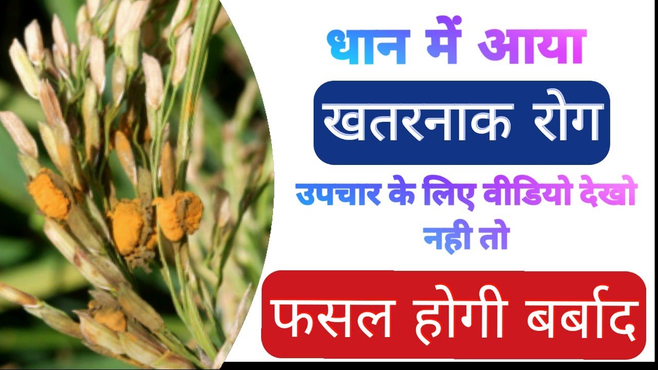 धान में हल्दी रोग का उपचार - Dhaan me haldi Rog / kandua Rog ki dawa - dhan me false smut- haldi rog