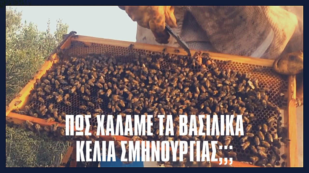 Νεοι μελισσοκόμοι πως χαλάμε τα βασιλικά κελιά σμηνουργιας