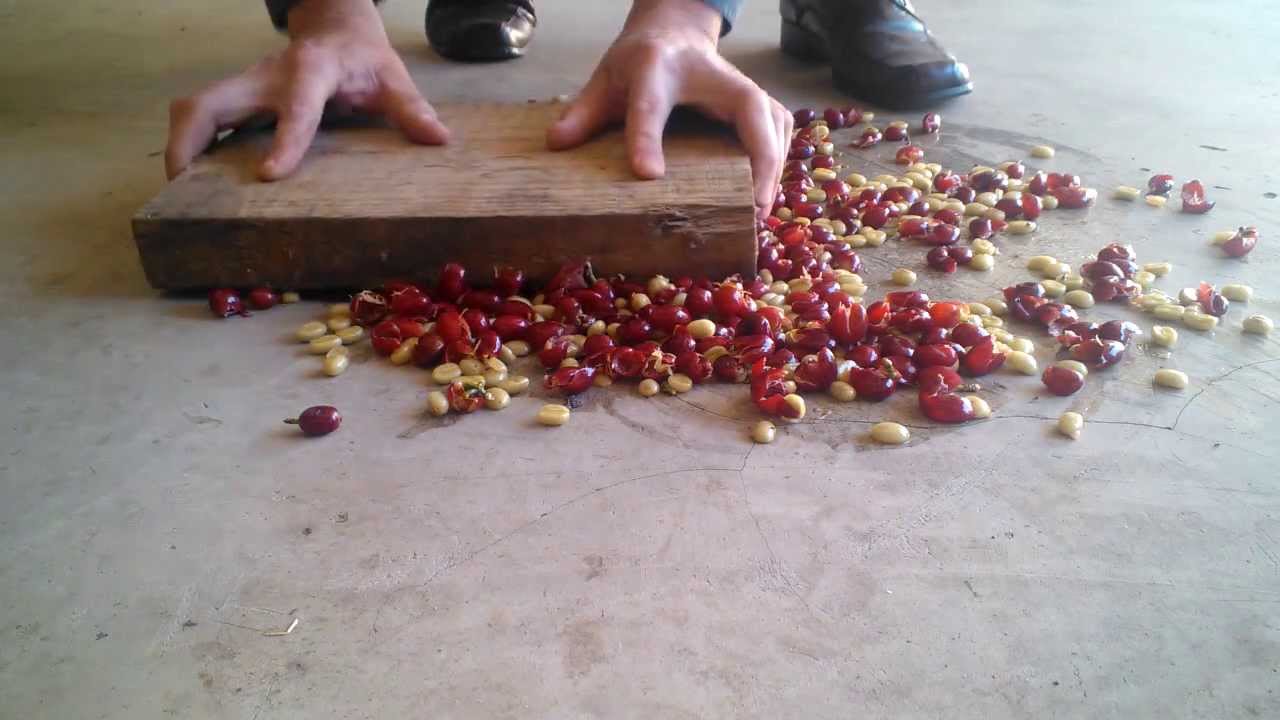 Processing coffee beans at home, part 1 - Removing beans from berries