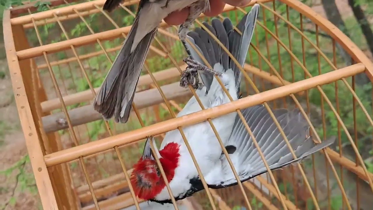 GALO DE CAMPINA MALUQUINHO  PEGADA  LIVRE  PRIMEIRA DE MUITAS   DEUS QUISER.@sertão da Paraíba 3.8