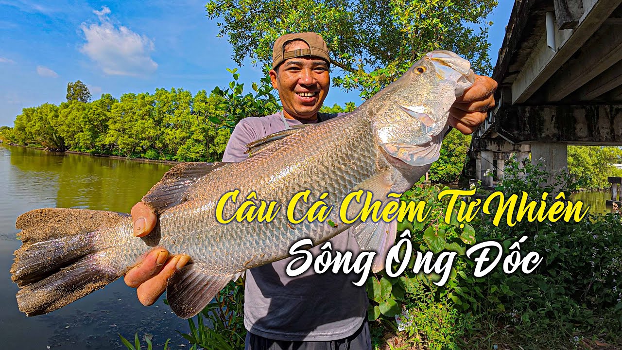 Câu Cá Chẽm Sông Tự Nhiên Hàng Khủng Trên Sông Ông Đốc | Nấu lẩu chao lai rai | Tập 46