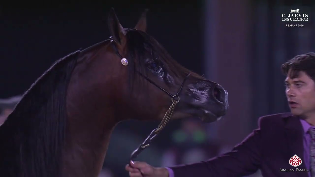 N.261 NADER AM - PSAIAHF 2026 - Stallions 4+ Years Old - Section A (Class 8A)