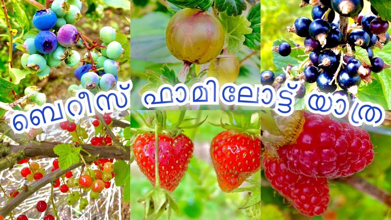 ബെറീസിന്റെ ഫാമിലോട്ട് ഒരു യാത്ര. Strawberry 🍓 Picking,.. British malayalam vlogs