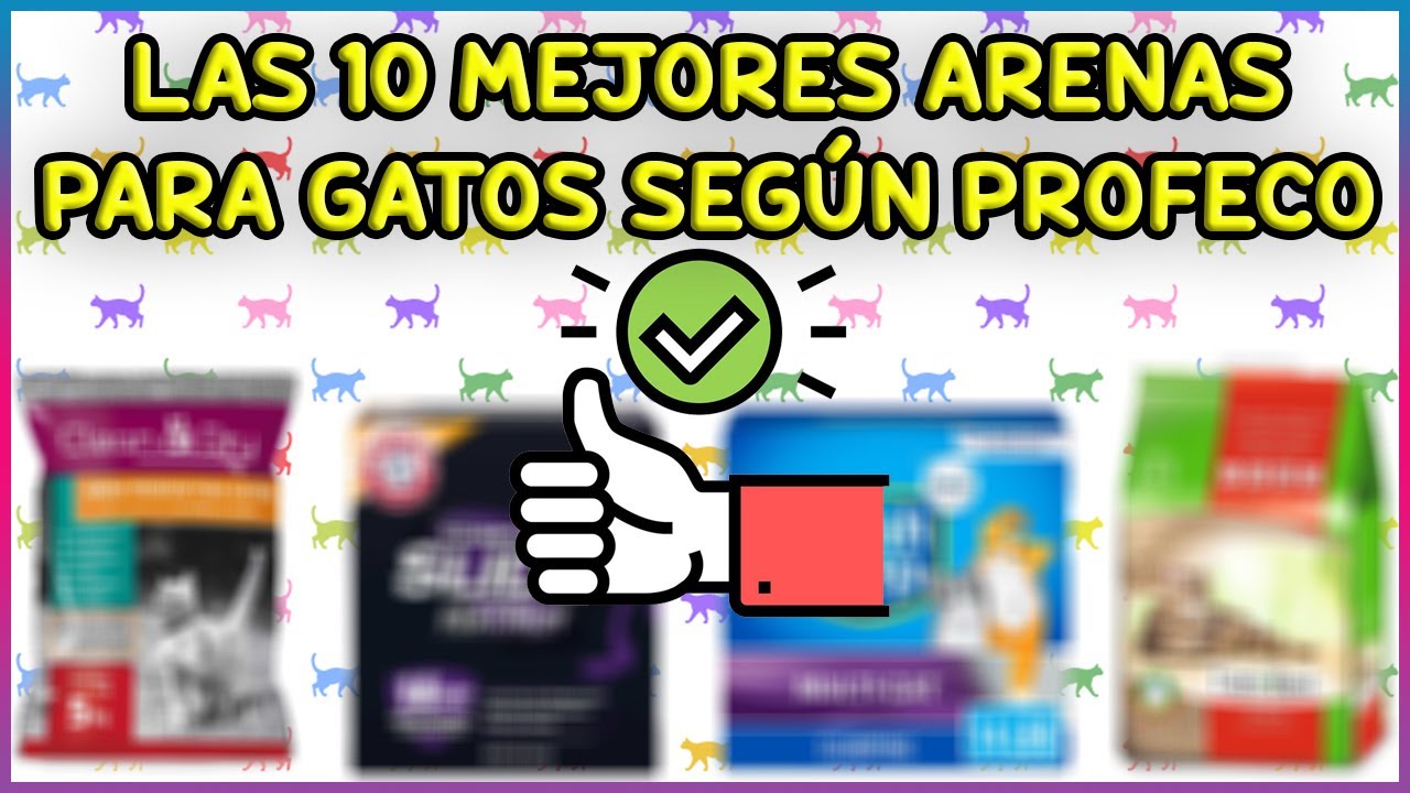 CONOCE LAS 10 MEJORES ARENAS PARA GATOS 2024 - SiamCatChannel