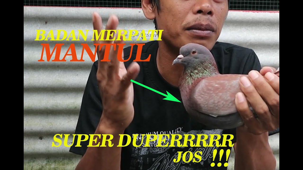RABAAN BADAN MERPATI LOS 123 MANTUL