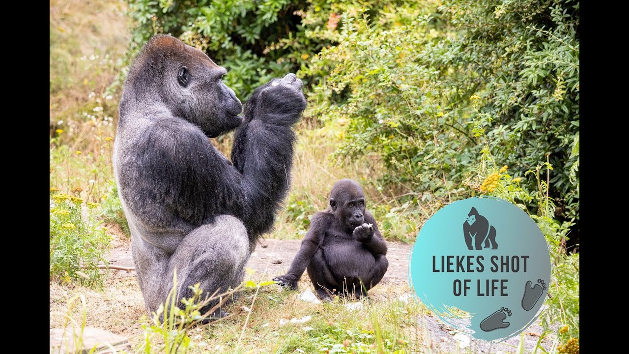 GORILLA KIANGO EATING WITH DADDY SILVERBACK BAOBAO