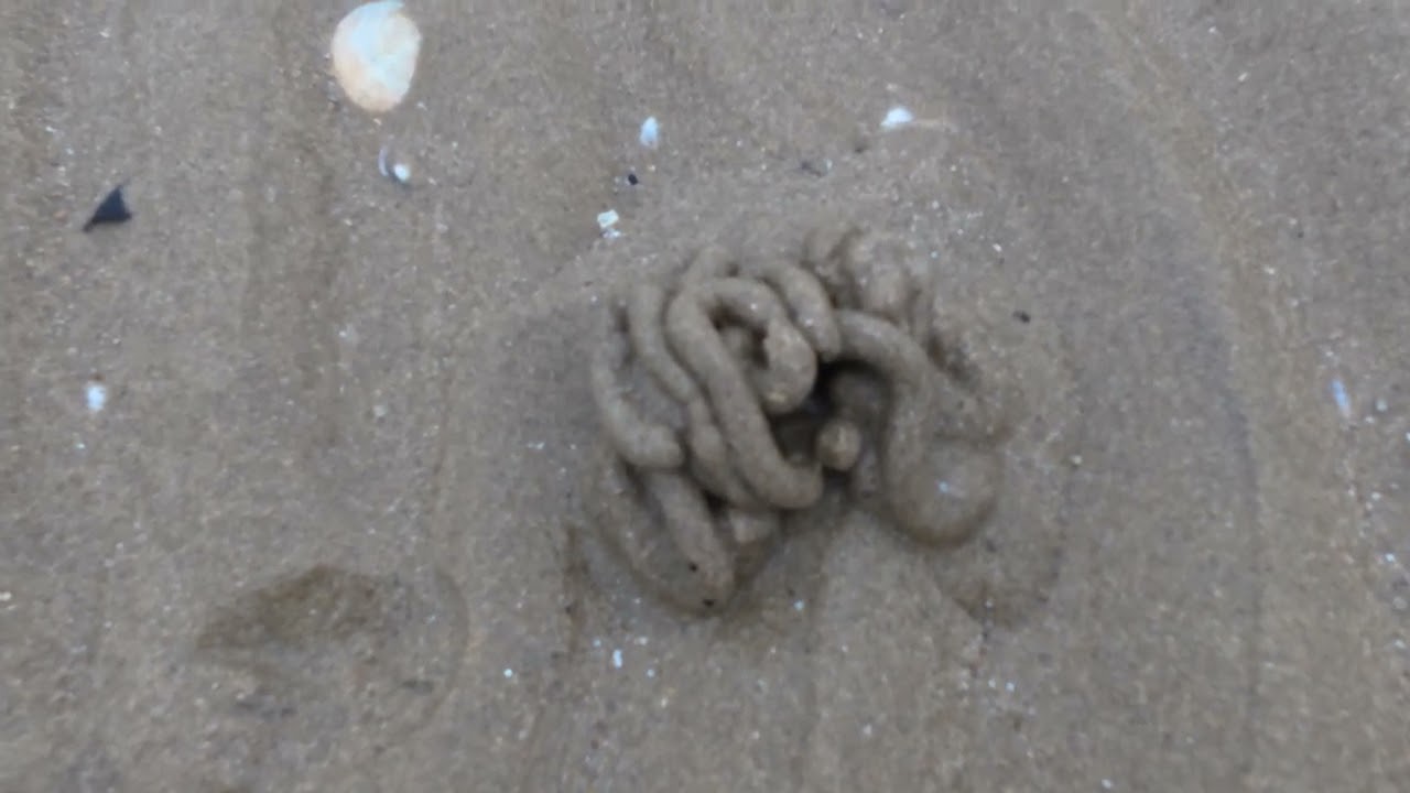 Lo sapevi che quei coni di sabbia sulla spiaggia sono feci di vermi?