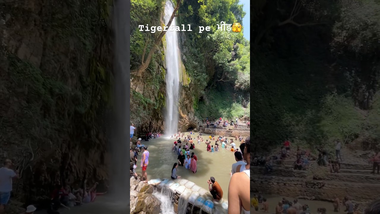 Tiger fall 🐯 uttrakhand🏔️ #youtubeshorts #shorts #viral