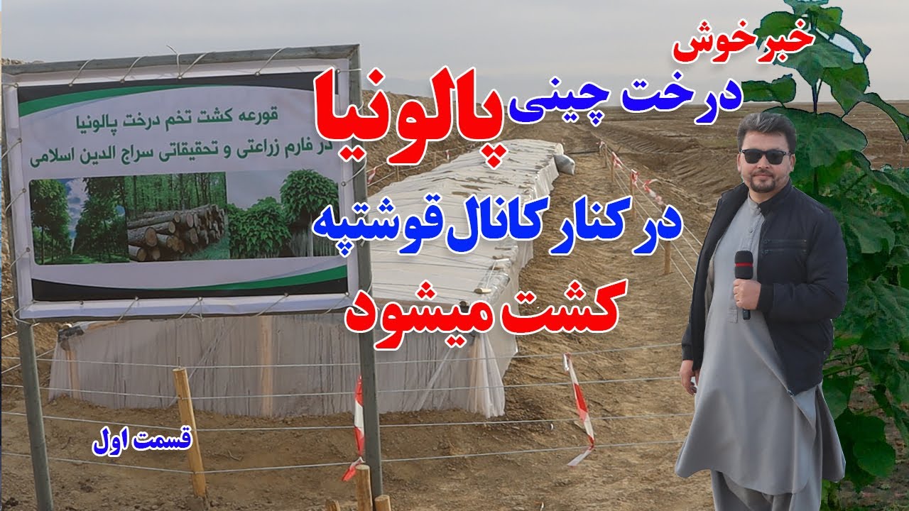 کشت درخت چینی پالونیا در کنار کانال قوشتپه،. Qosh Tepa Canal, Paulownia
