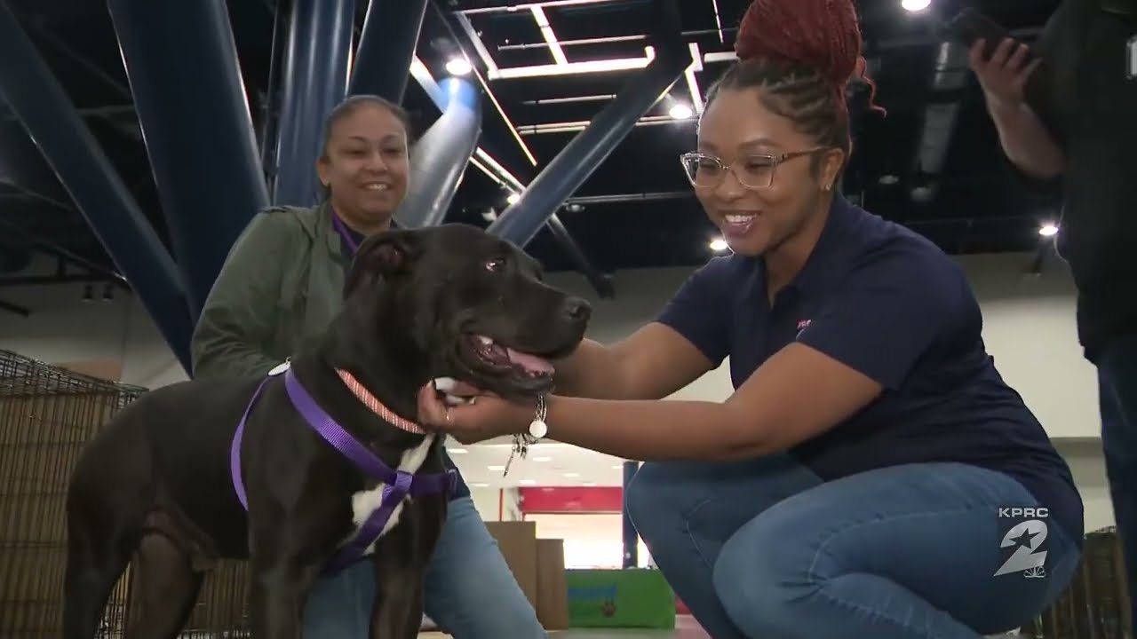 Houston Petco Love's 3rd Mega Adoption Event at the GRB - LIVE PKG