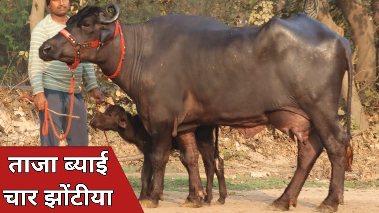 15 से 19 किलो की चार झोटियाँ, एक ही जगह बिक्री के लिए उपलब्ध || Lavanya Dairy Farm (9911080006)