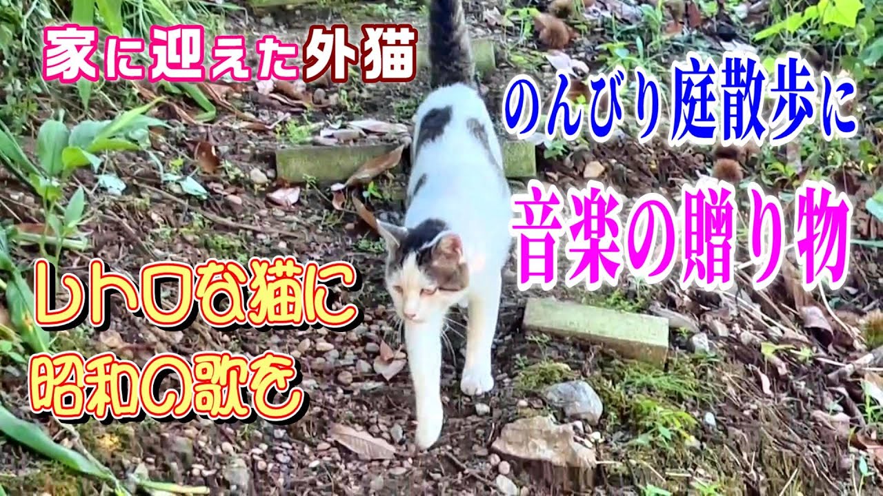 【実家の外猫が家猫に】のんびり庭散歩にレトロな音楽の贈り物【オリジナル曲】#cat#外猫#家猫#ボーカロイド