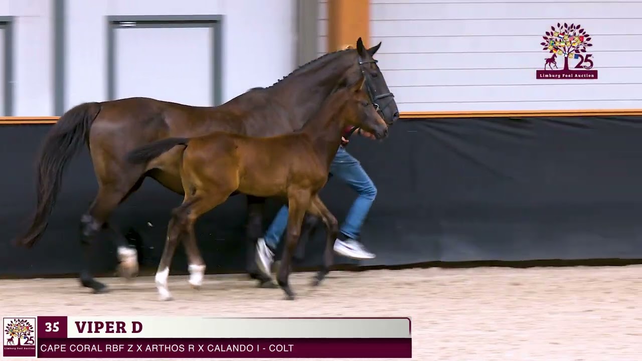 35. Viper D  (Cape Coral RBF Z x Arthos R)