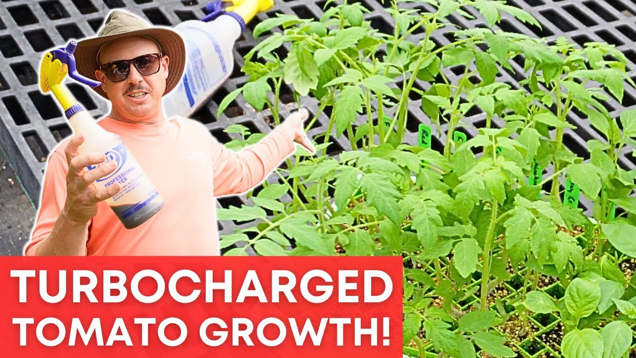 My Secret for Rapid Tomato Growth!