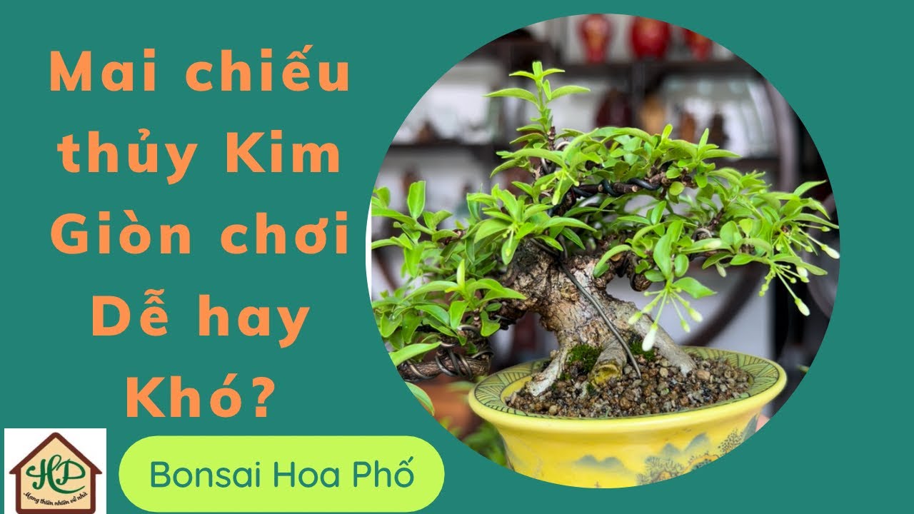 Bonsai Mai Chiếu Thuỷ “Kim Giòn”, chơi dễ hay khó?