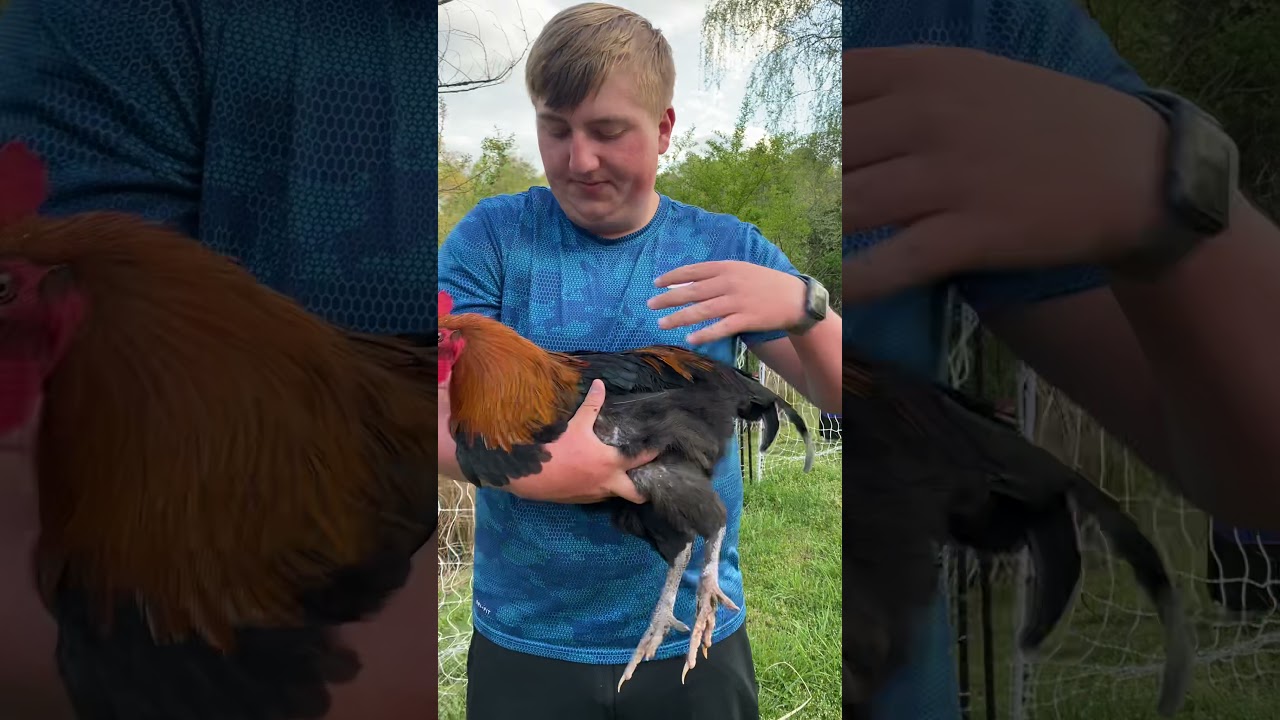 Checking My Black Copper Marans Rooster standard and checking the standard in Chickens