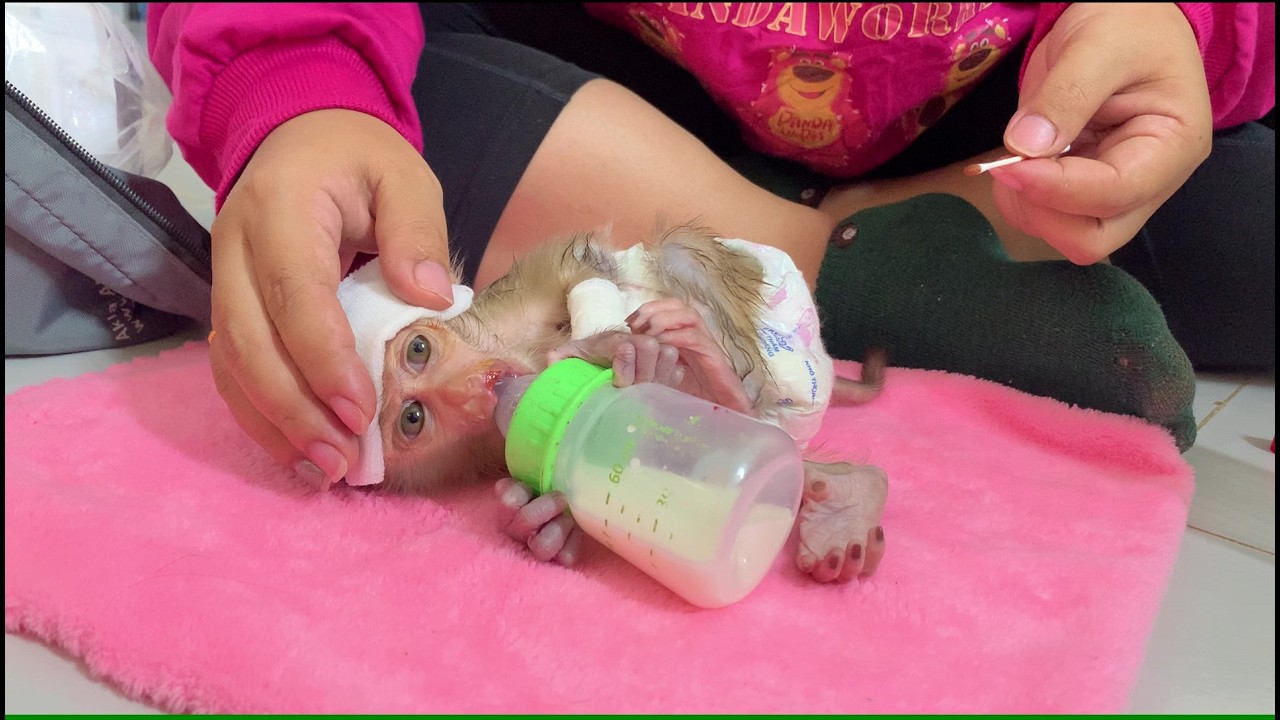 Baby monkey has high body heat mom worry