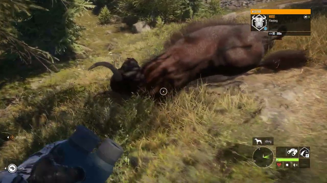 Diamond Wild Yak!!! theHunter  Call of the Wild