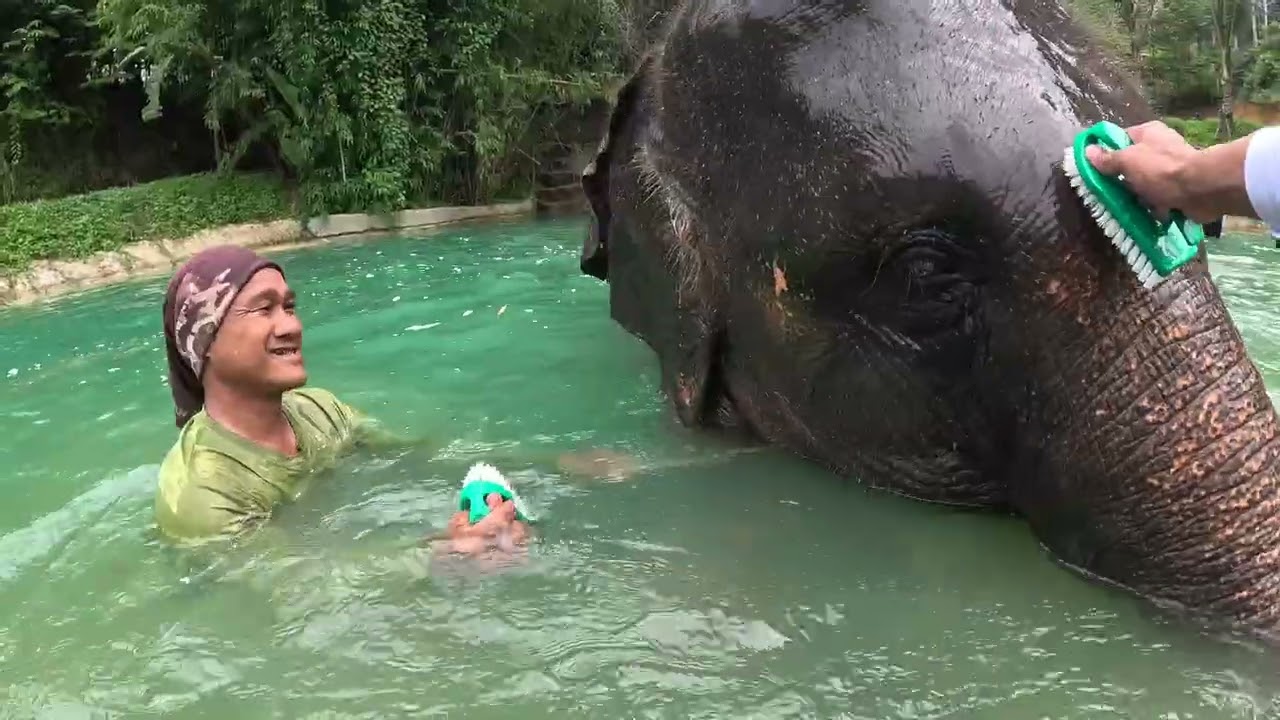 Phuket Elephant Sanctuary Pt2
