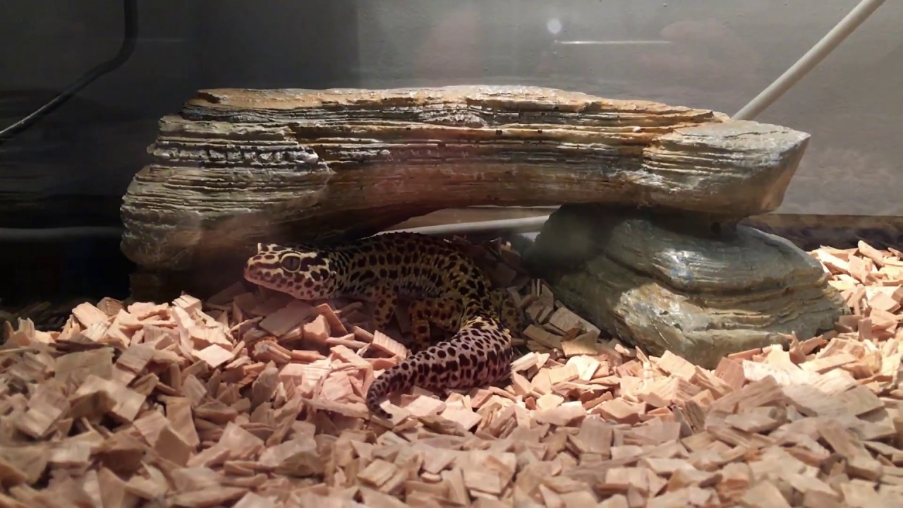 Nowe terrarium ? Jak przygotować terrarium dla gekona lamparciego