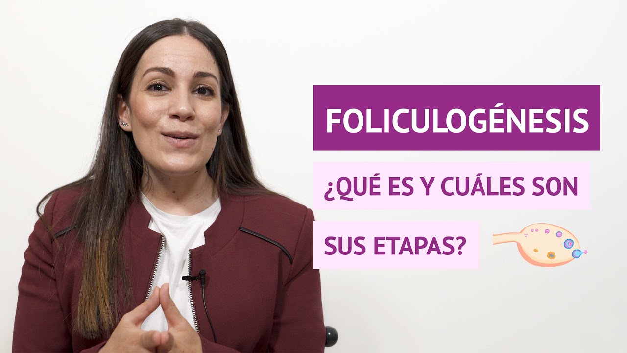 ¿Qué es la foliculogénesis y cuáles son sus etapas?