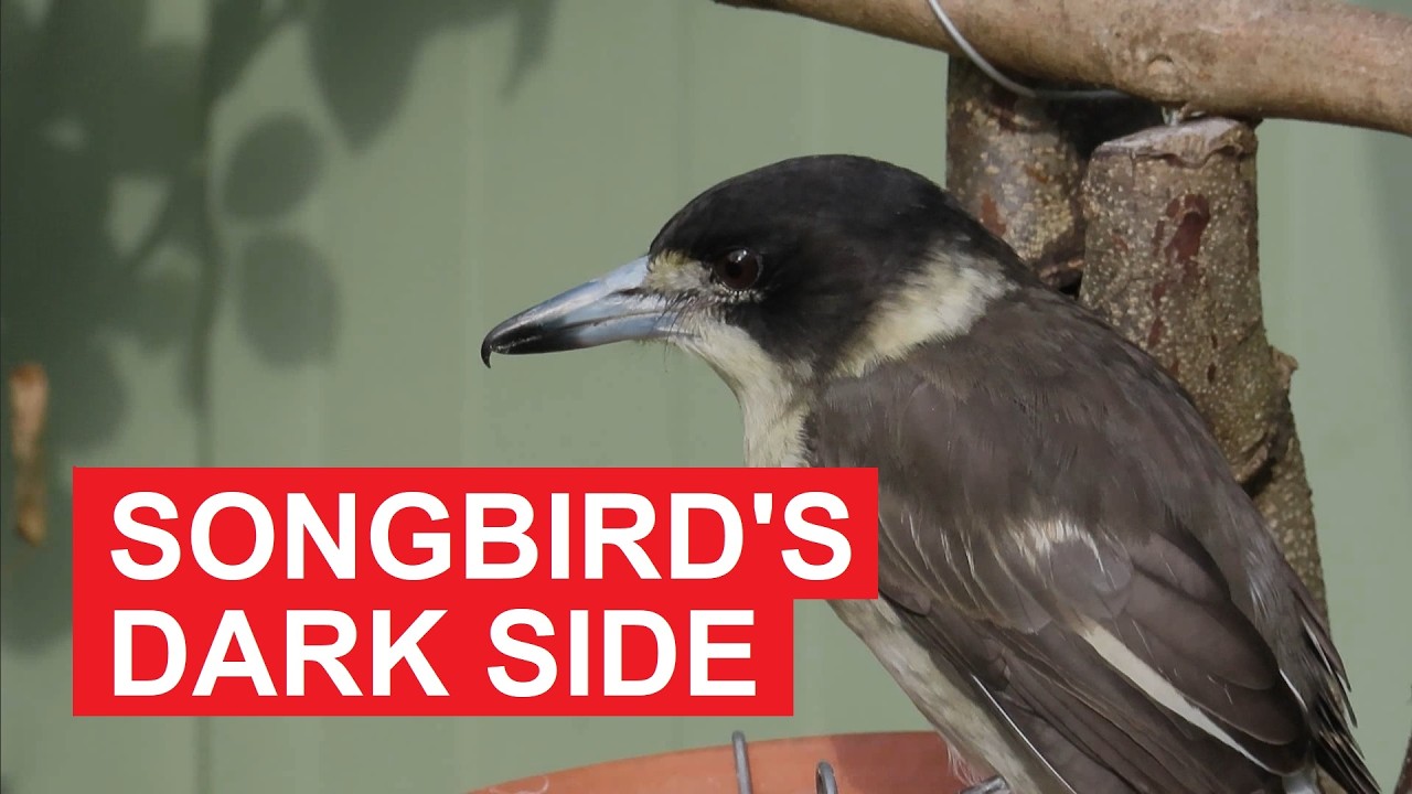 Songbird with a Secret: The Grey Butcherbird