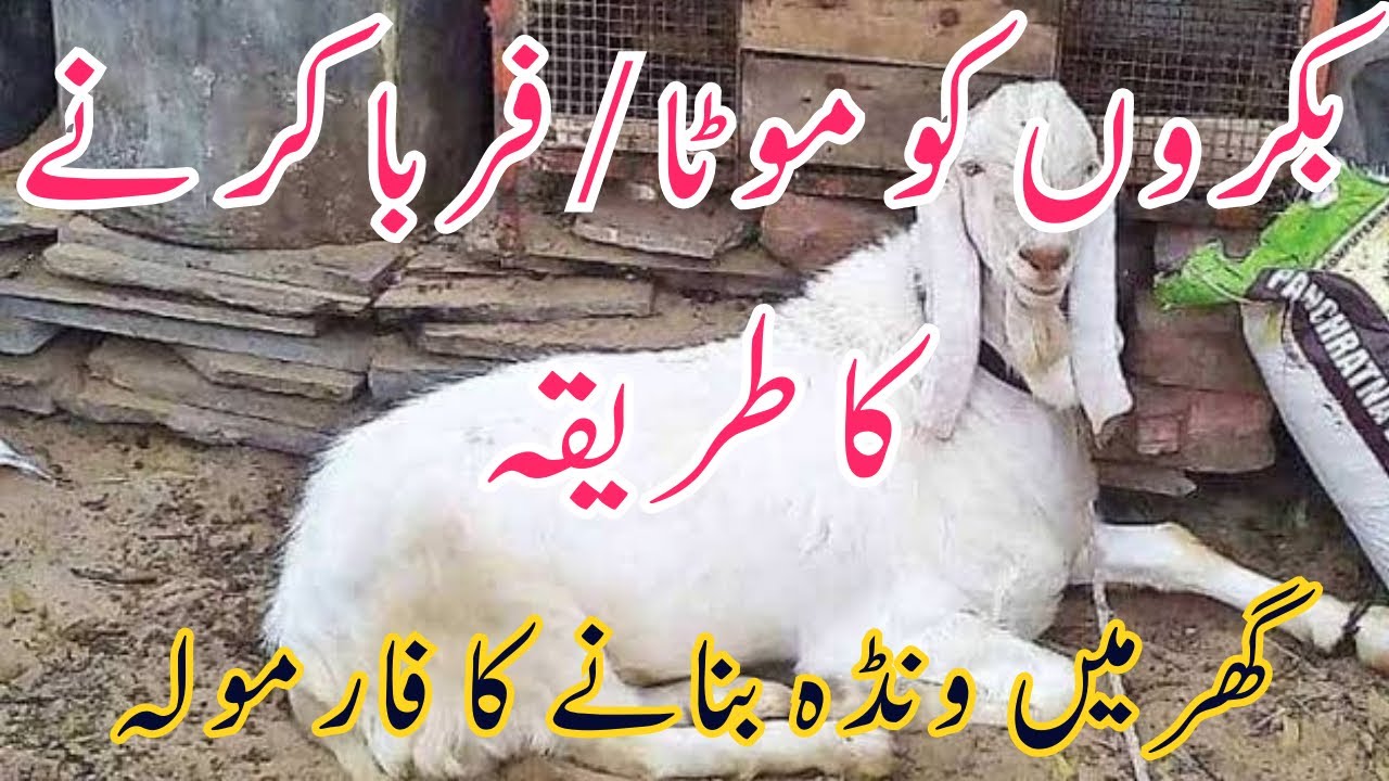 Fattening Formula For Goats || بکروں کو موٹا/ فربا کرنے کا طریقہ | Dr Noman Ali