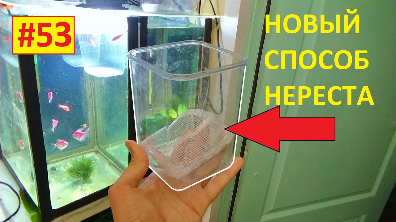 53# НОВЫЙ СПОСОБ НЕРЕСТА ДАНИО