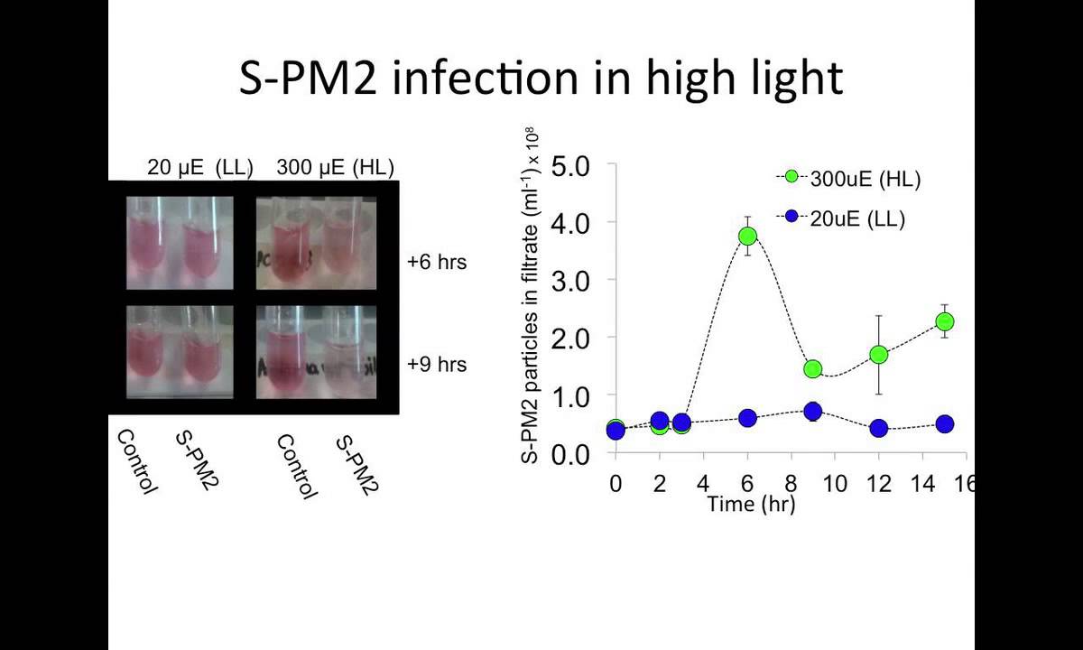 Talk on Cyanophage psbA by Andy Millard at #DMIS13
