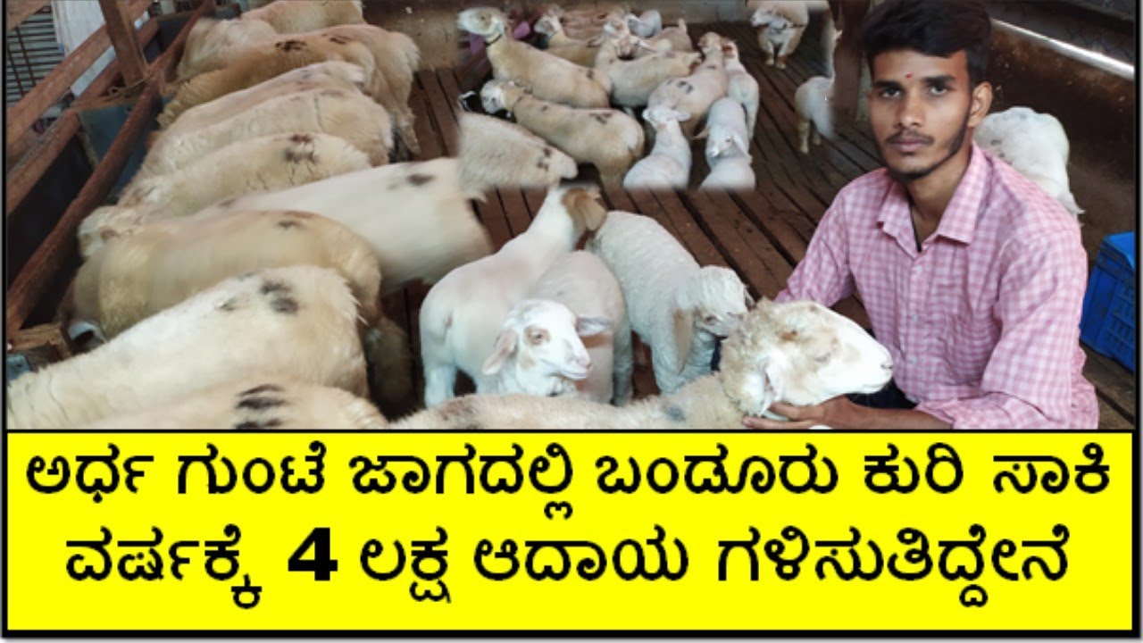 ಬಂಡೂರು ಕುರಿ ಸಾಕಿ ಯಶಸ್ವಿಯಾದ ಬುದ್ಧಿವಂತ ಯುವಕ