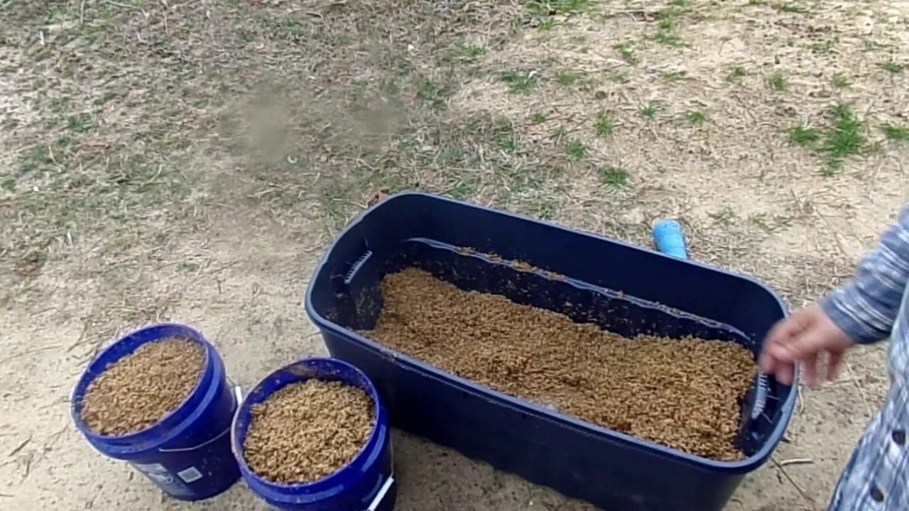 Spent Brewer Grains