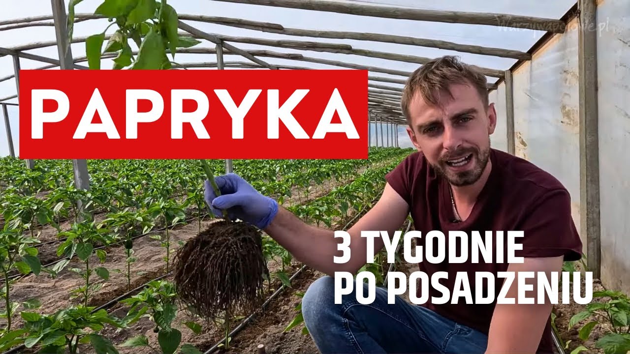 Papryka 3 tygodnie po posadzeniu. Skąd taki efekt?