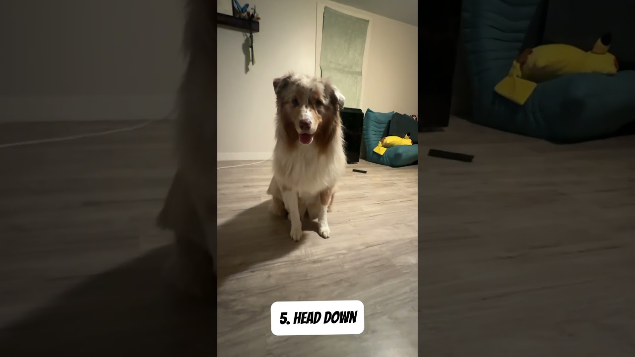 Malibu Trick Dog Advanced