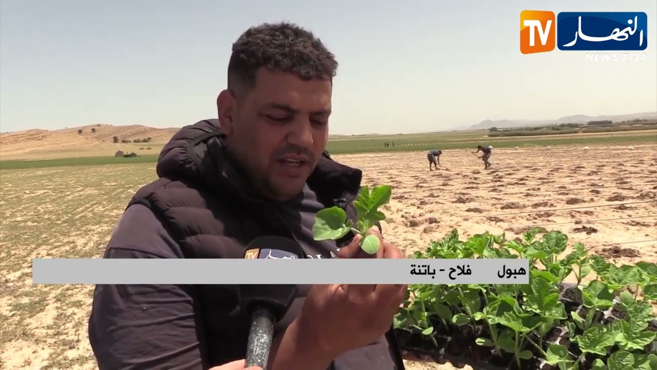 باتنة: تواصل عملية زراعة البطيخ الأحمر بلازرو المعروف وطنيا بجودته العالية