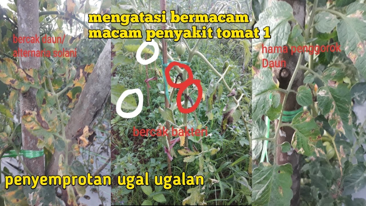 part 45.macam macam penyakit tomat dan cara mengatasinya