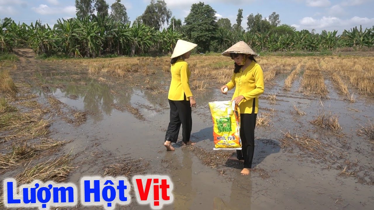 Lang Thang Trên Cánh Đồng Lượm Trứng Vịt và Làm Món Ăn Toàn Trứng Vịt - Tập 81