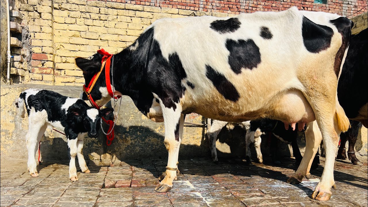 2 cow for sale-2 ਗਾਵਾ ਵਿਕਾਉ-