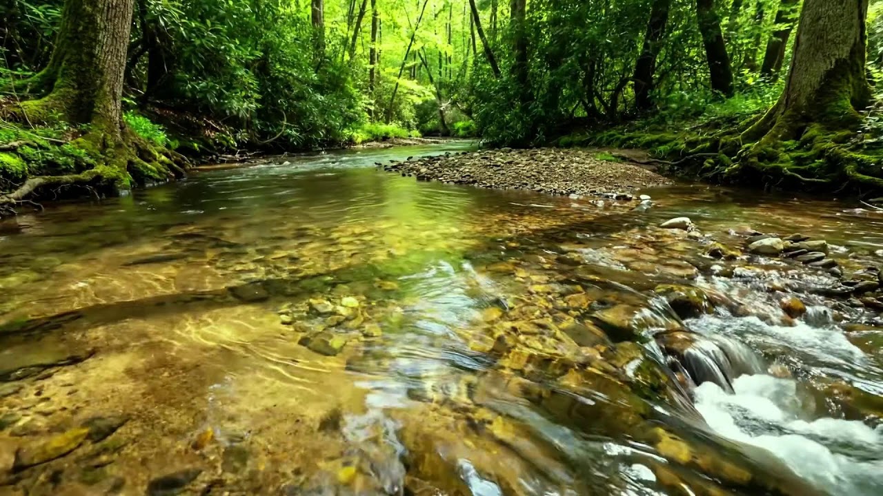 Clear Stream Flowing in Deep Forest, Birds Singing, Nature Sounds for Relaxation and Focus