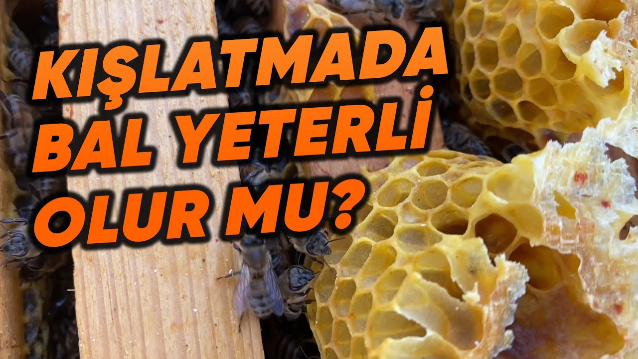 Kışlatmada Bal Yeterli Olur Mu?
