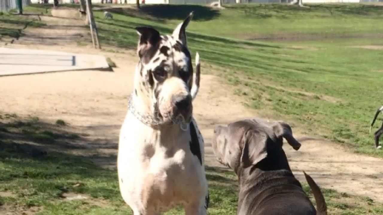 Giant Great Dane Runs Over Cane Corso/Pit Mix