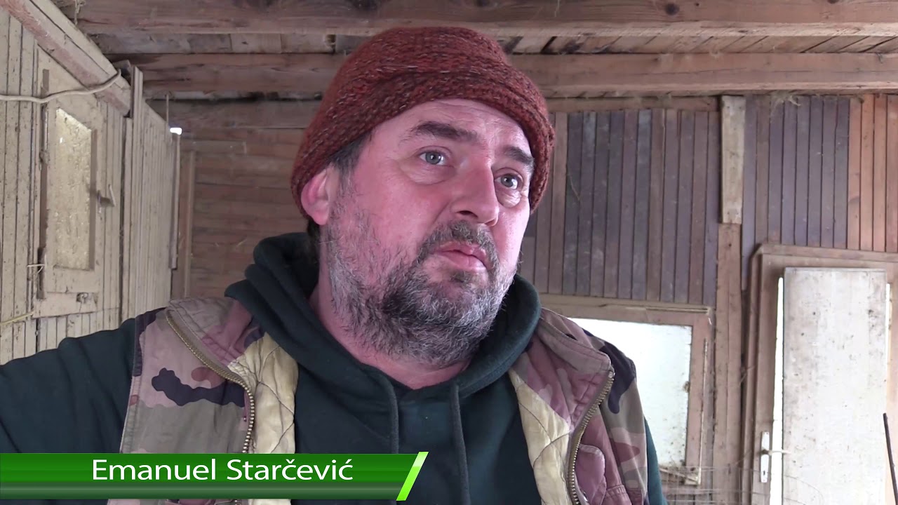 Svinje koje su preživjele kolinje