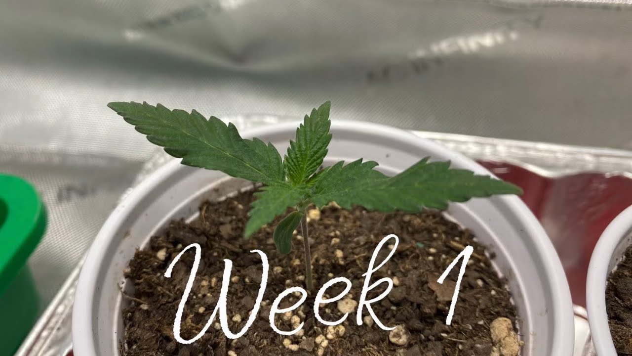Growing photoperiod cannabis with only grow dots! Week 1