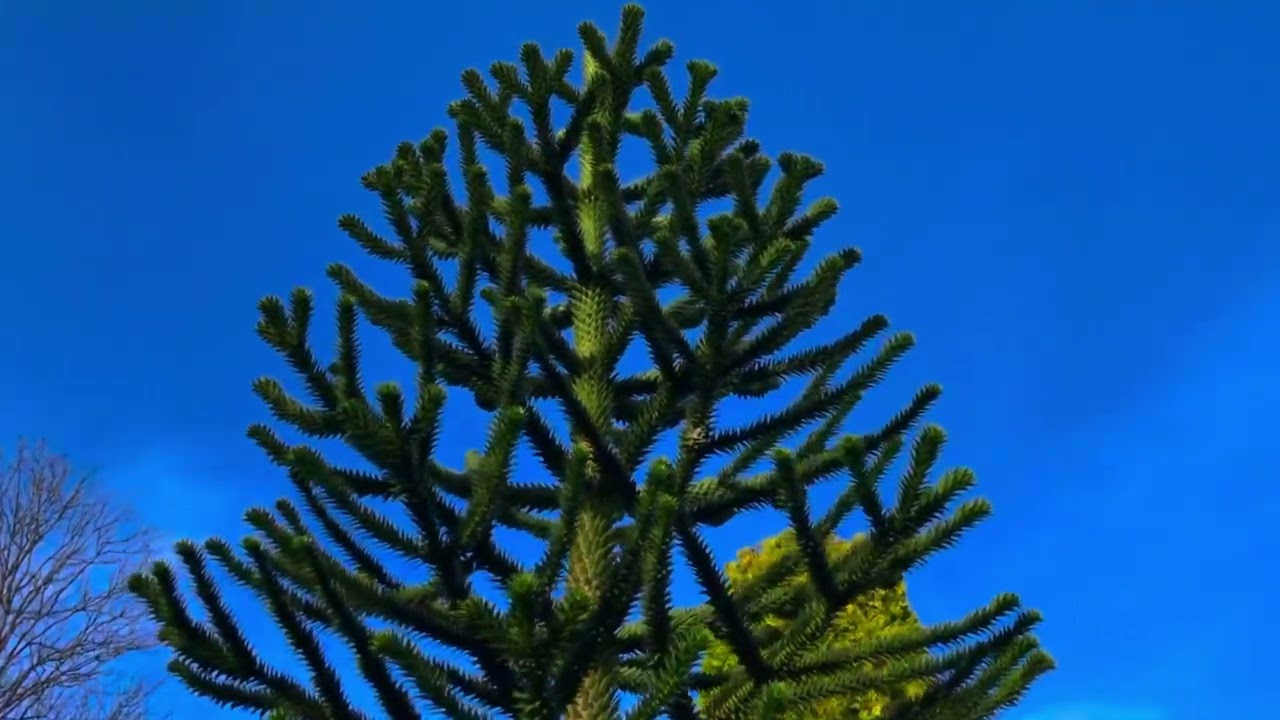 Araukaria Chilijska (Monkey puzzle tree) w Beskidzie Wyspowym
