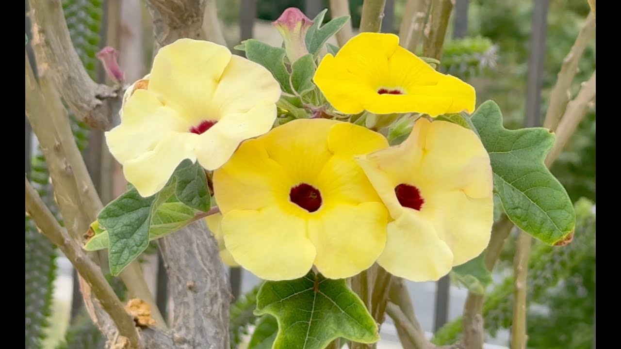 ГИГАНТ Uncarina peltata Succulent - Episode 213