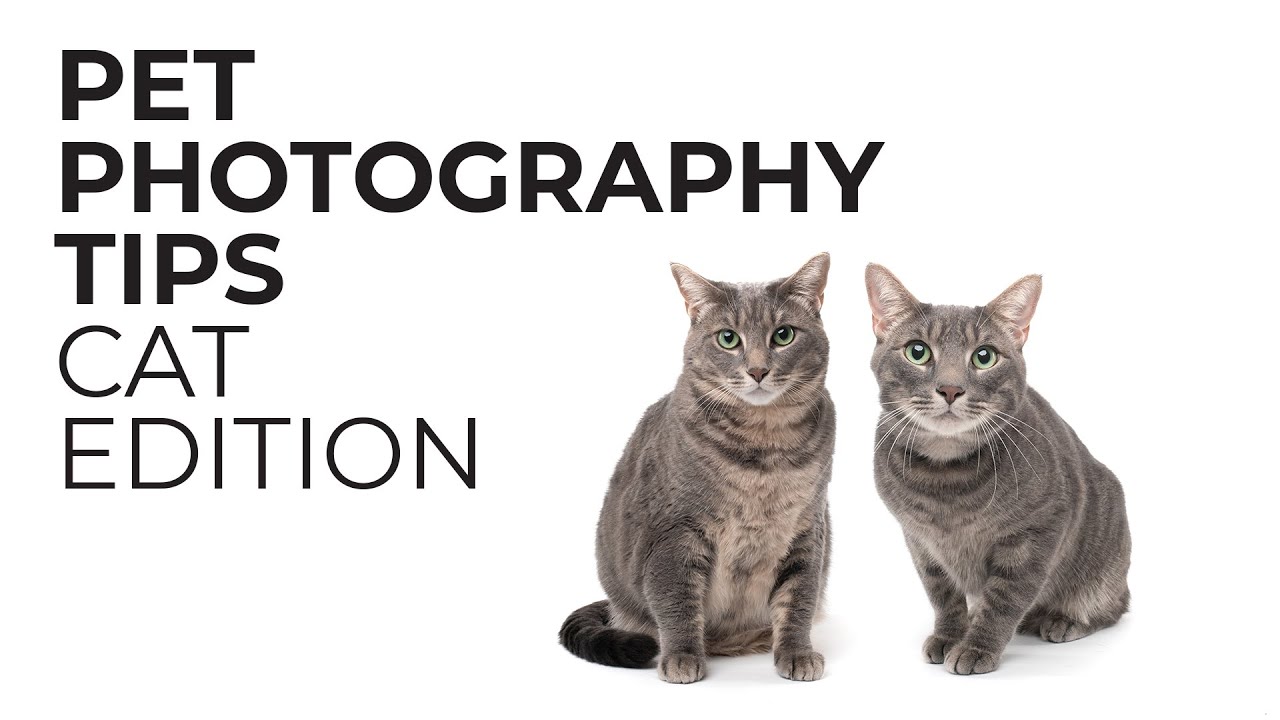 Советы по фотосъемке домашних животных — издание для кошек