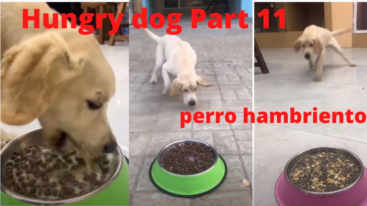 hungry dog part 11