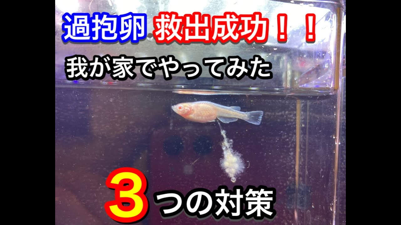 過抱卵からの救出！！我が家で試した3つの対策！！