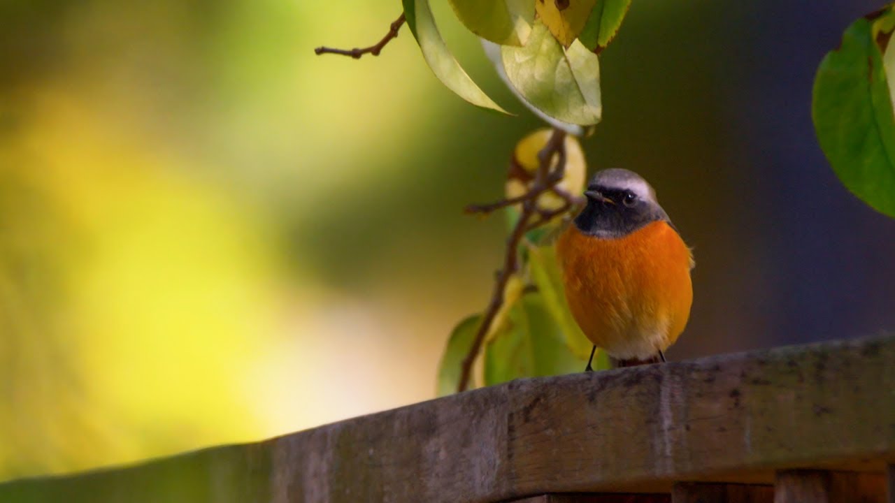 이 새 무슨 새죠? 도시 공원에서 보이는 귀여운 새들 총 정리
